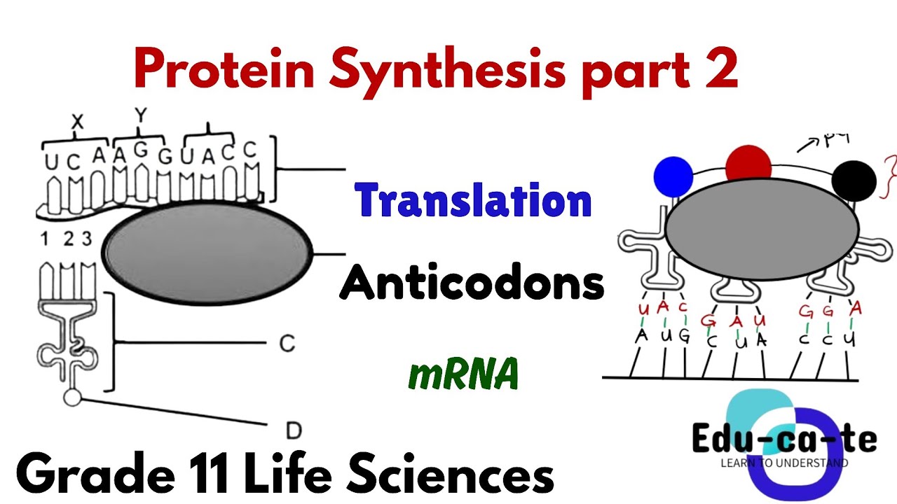 Protein Synthesis (part 2) - Translation Grade 12 Life Sciences