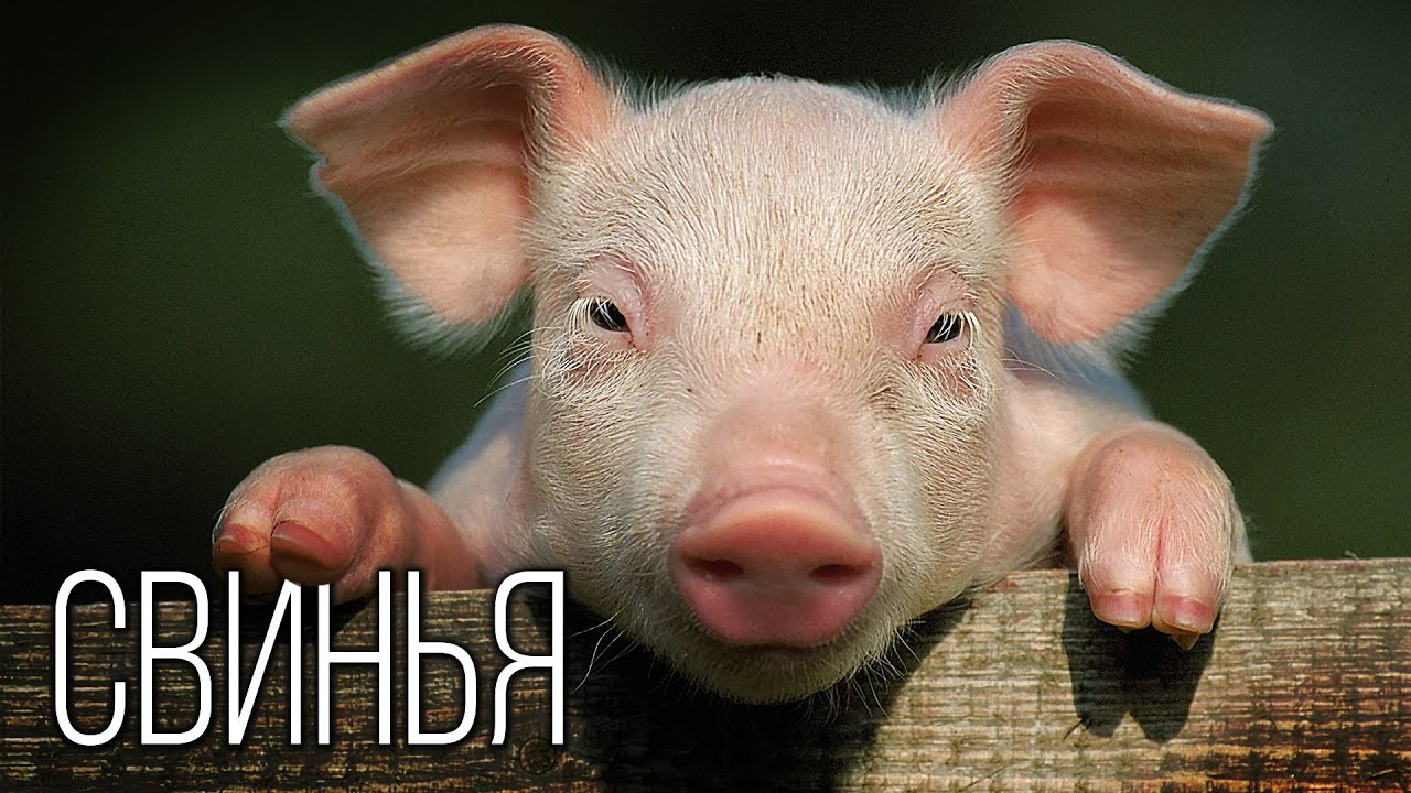 Свинья: Это Вам Не Кабан | Интересные факты про свиней