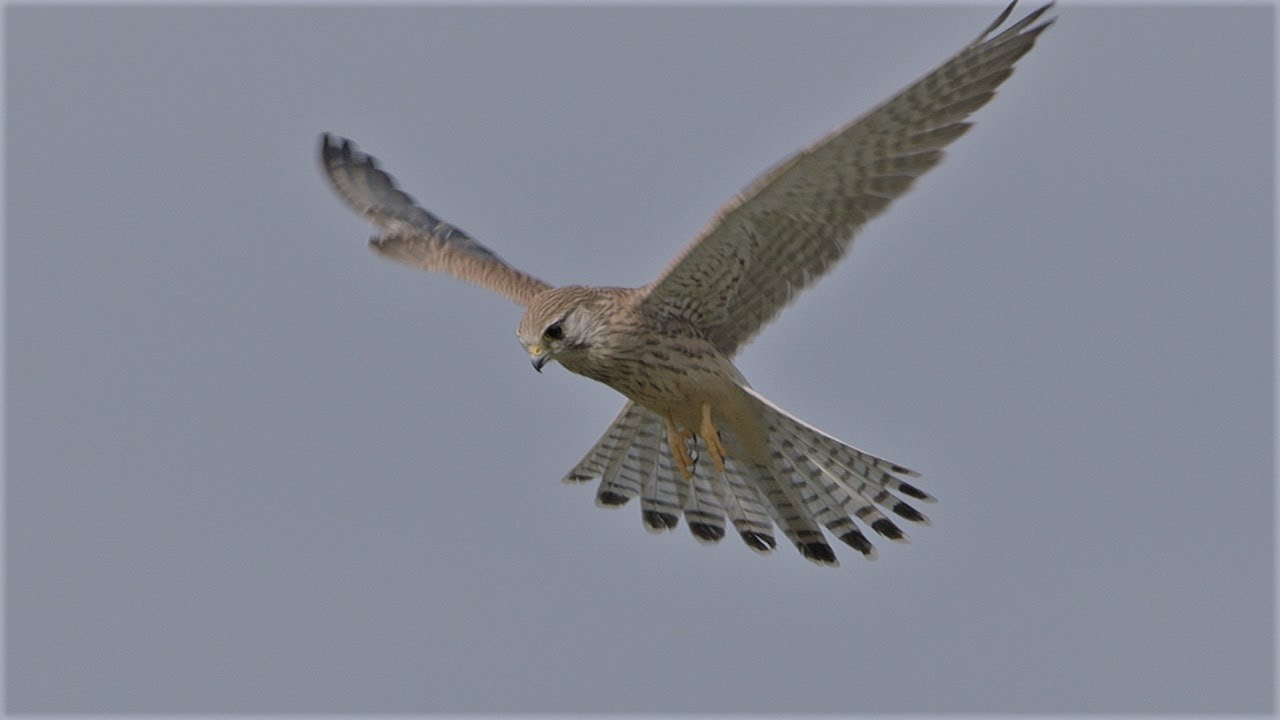 Turmfalke im Flug / Kestrel in flight
