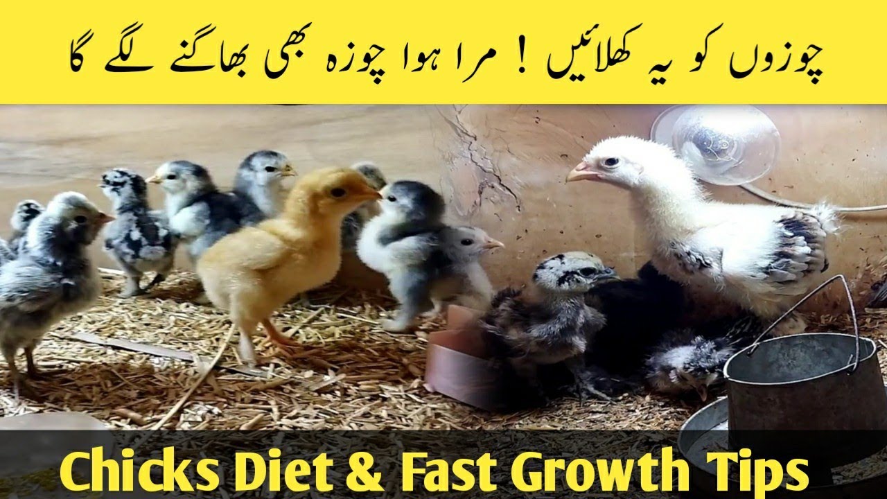 Chicks Fast Growth tips ||Increase Chicks weight in 25 Days ||chicks Feed /Diet @ B4BIRDS