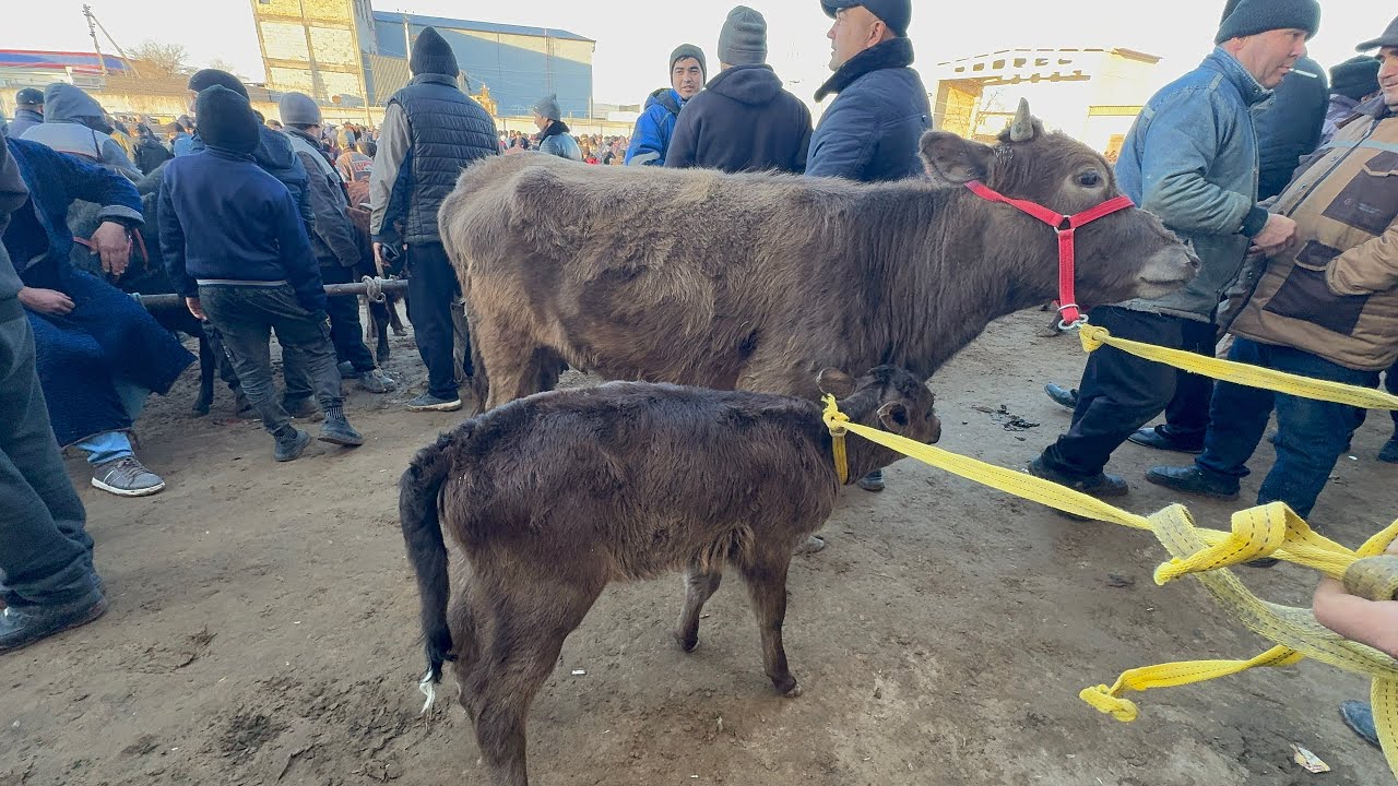 СУТДОР ОНА БОЛА БУГОЗ СИГИР НАРХЛАРИ ХАЗОРАСП МОЛ БОЗОРИ 22.02.2026г