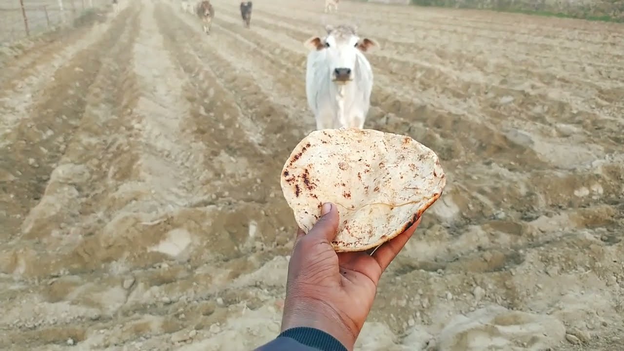 Sounds Videos 😀 | Gaumata ki videos| Gauseva #humanity 😀