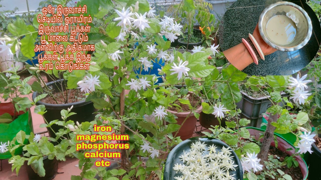 magic fertilizer for iruvachi malli மல்லிகையே மல்லிகையே மாலையாக வந்துவிட்டது |