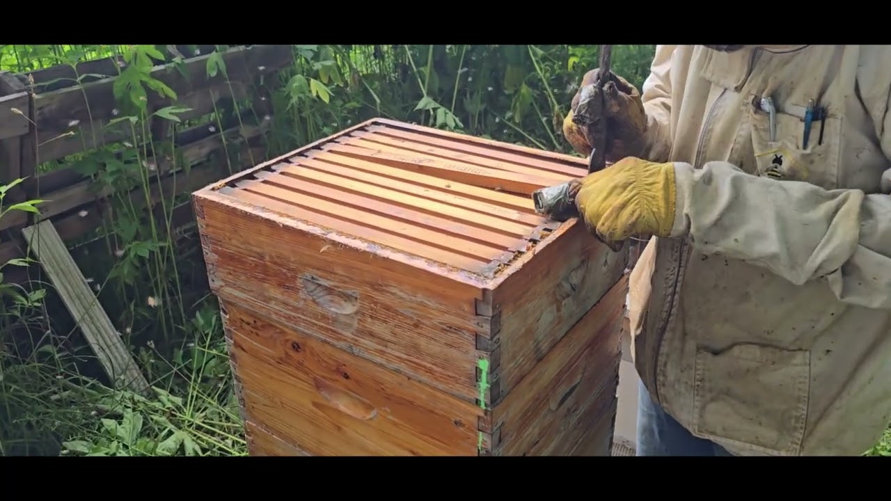 July 3, 2025 Mechanic Apiary