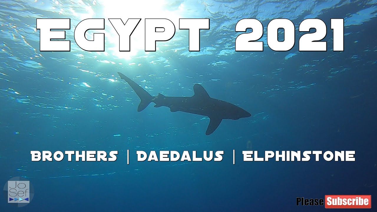 Tauchsafari Ägypten 2021 | Brothers, Daedalus, Elphinstone | Liveaboard Egypt