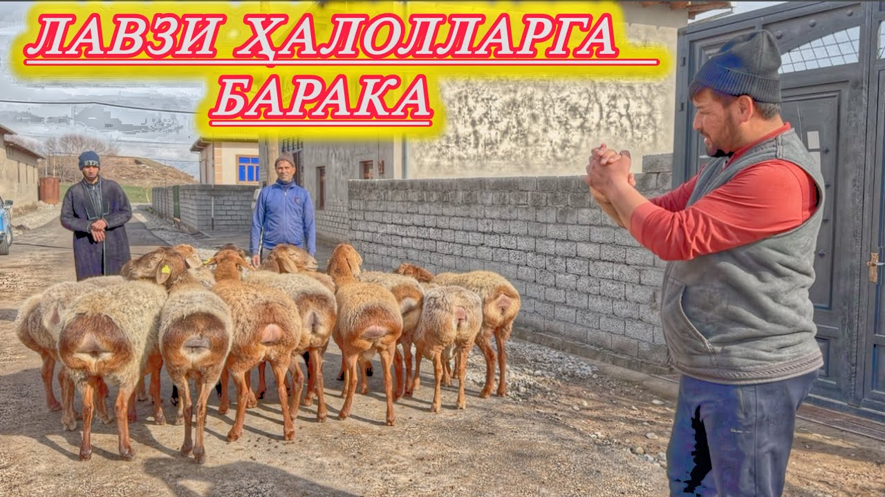 ҚОРА БЕТ ҚЎЙ ИШҚИБОЗЛАРИ 
