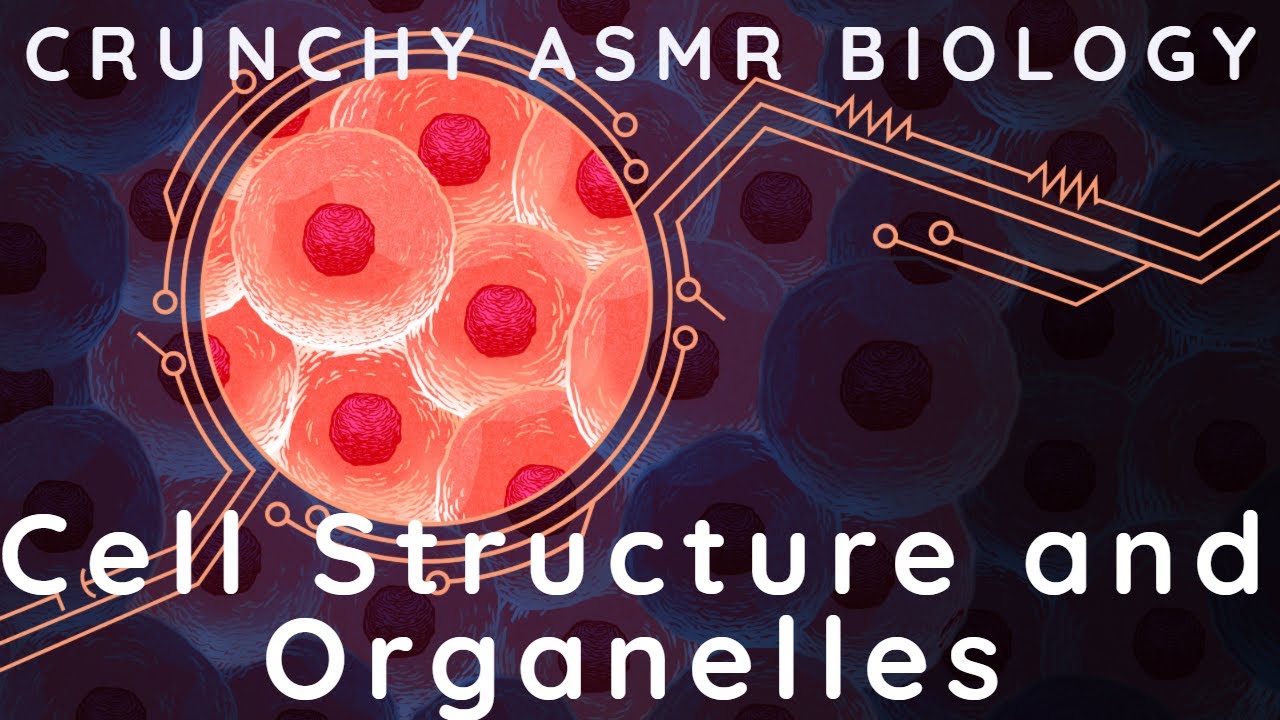 ASMR The Structure of Cells and its organelles ASMR Biology