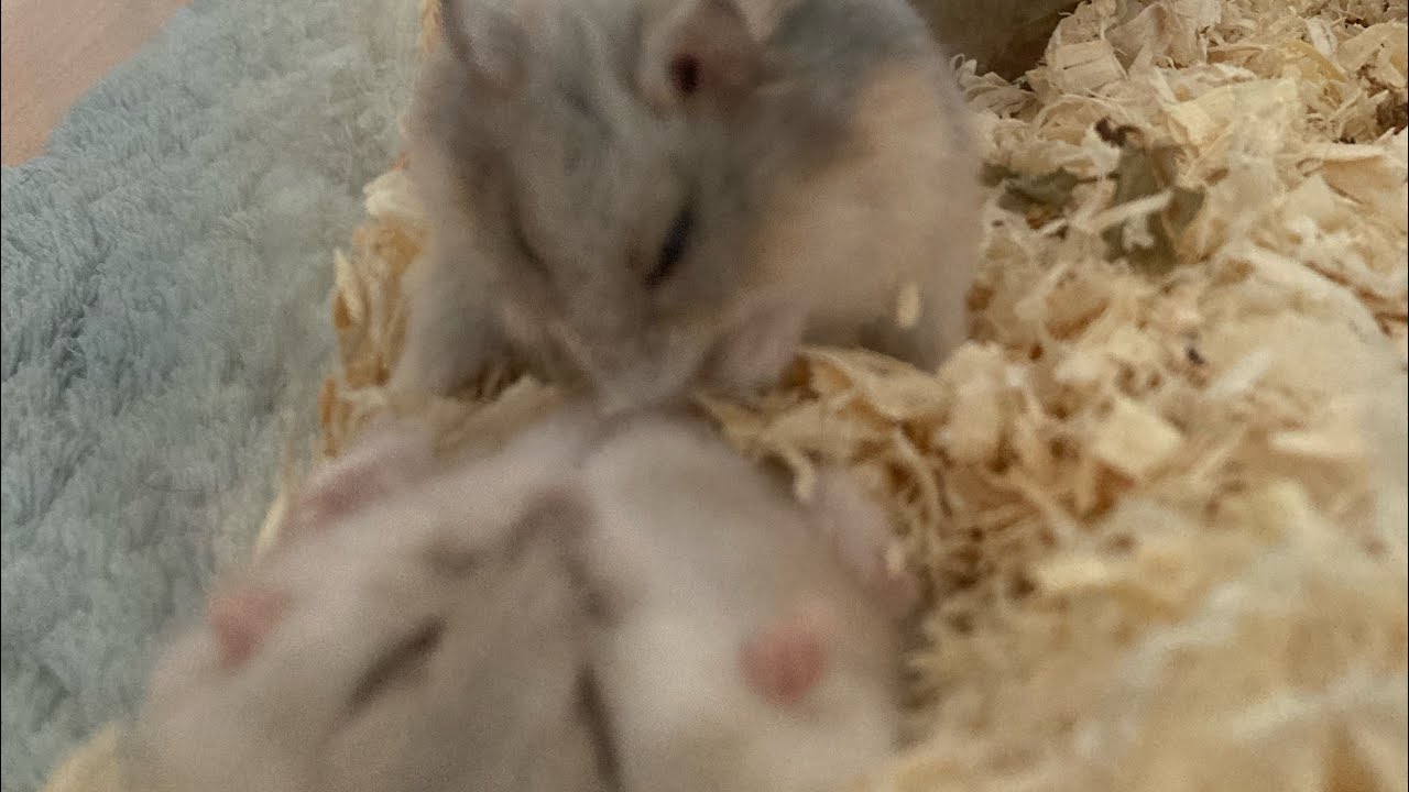 Hamster Mating Season, हैम्स्टर प्रजनन काल, Época de apareamiento de hámsters