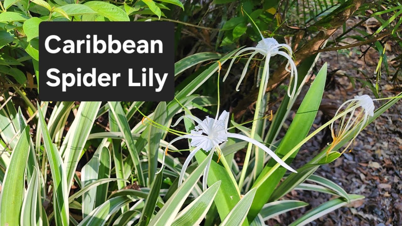 Caribbean Spider Lily, Hymenocallis caribaea