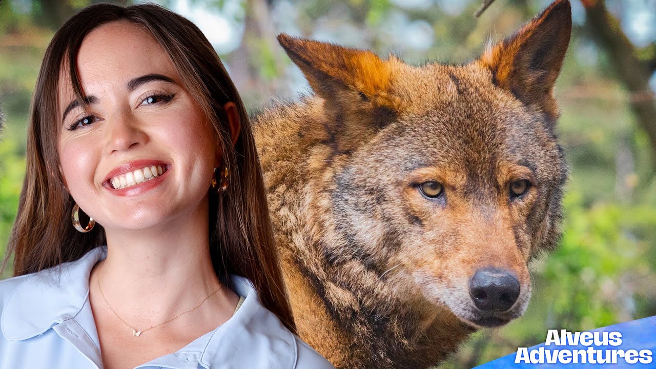 How We Are Actually Saving Wolves | Alveus Adventures