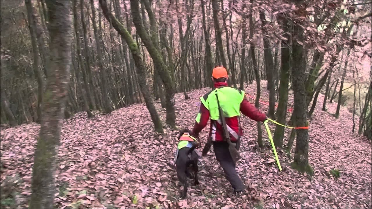 Nachsuche Rotwildkalb - Der Hannoversche Schweißhund -