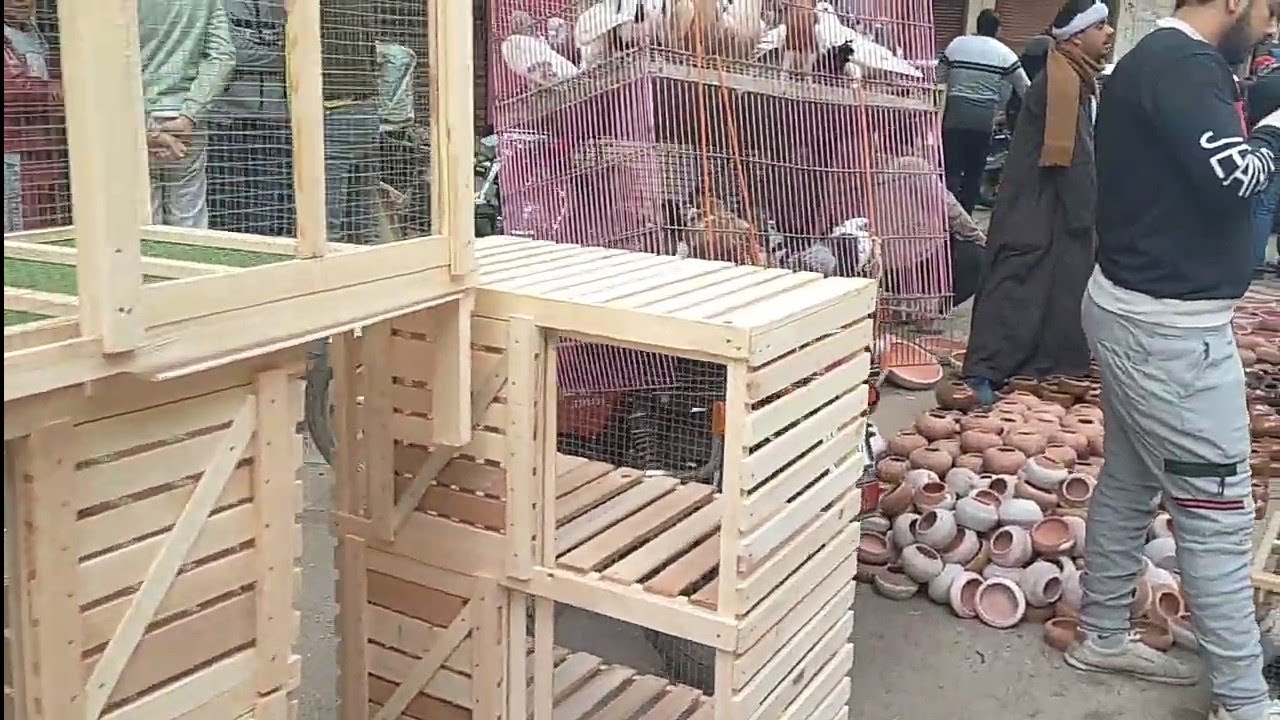 سوق حمام طنطا يوم الجمعه ٢٠٢٢ جميع انواع الحمام اكلات ومساقي ومرابيع وتحديقات وكلفه وفتامينات