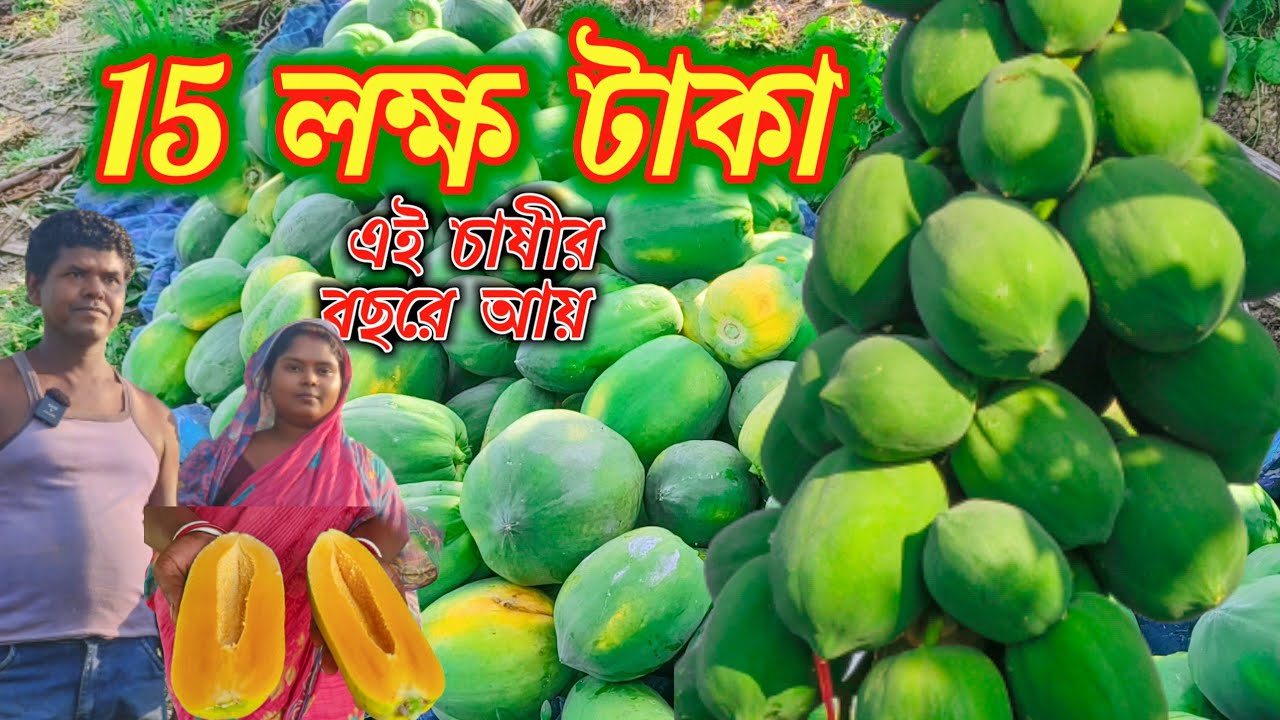 পেঁপে চাষ করে 15 লাখ টাকা আয় | Papaya Farming | New Multi Farming Ideas || Source Counting