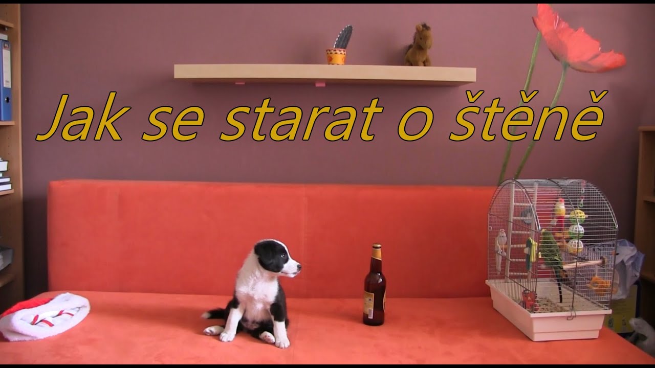Jak se starat o &scaron;těně?! (By Marley) RECESE
