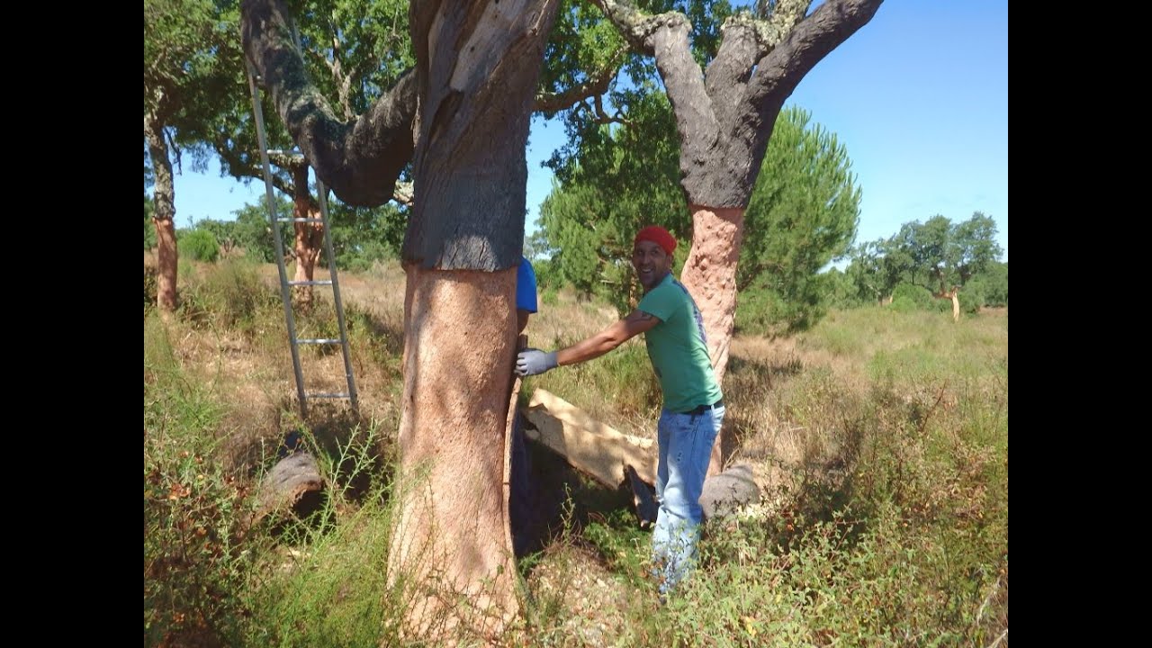Dalla quercia al tappo, ovvero come nascono i tappi di sughero. Prima parte