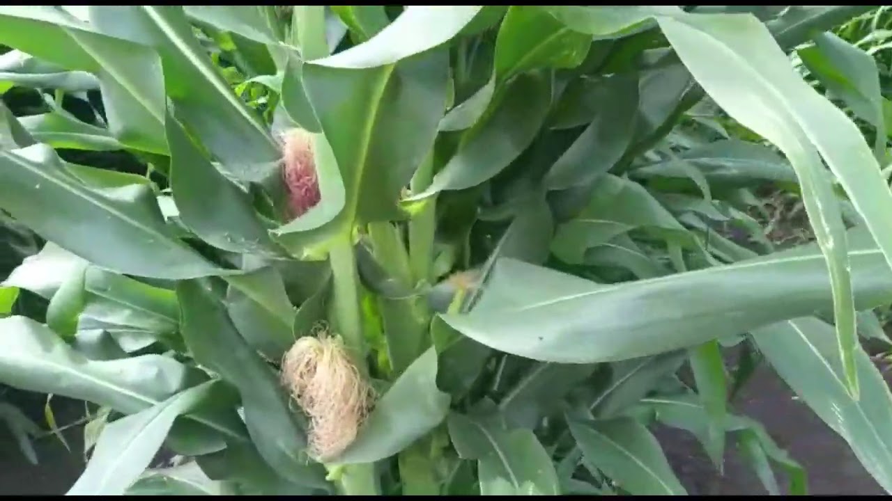 Atider maiz de hiperdensidad, 300 mil plantas x ha en la expo agroalimentaria Gto, agosto 31 2020