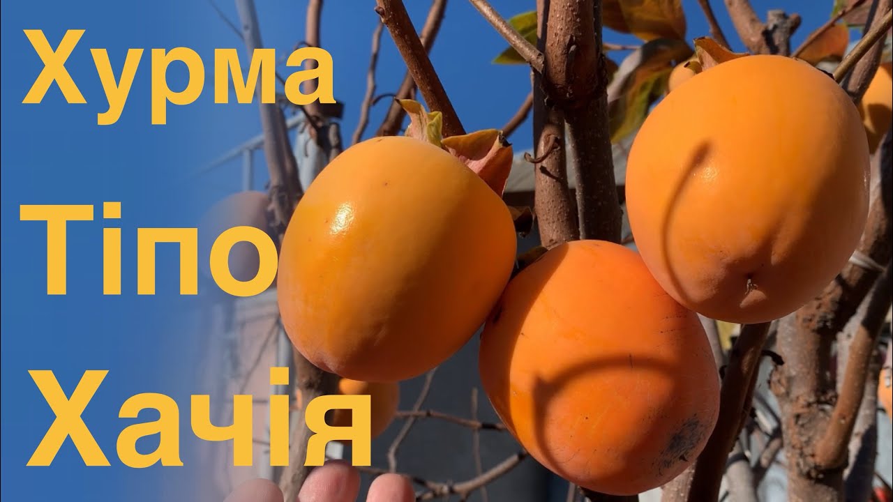 Хурма Тіпо, Хачія.