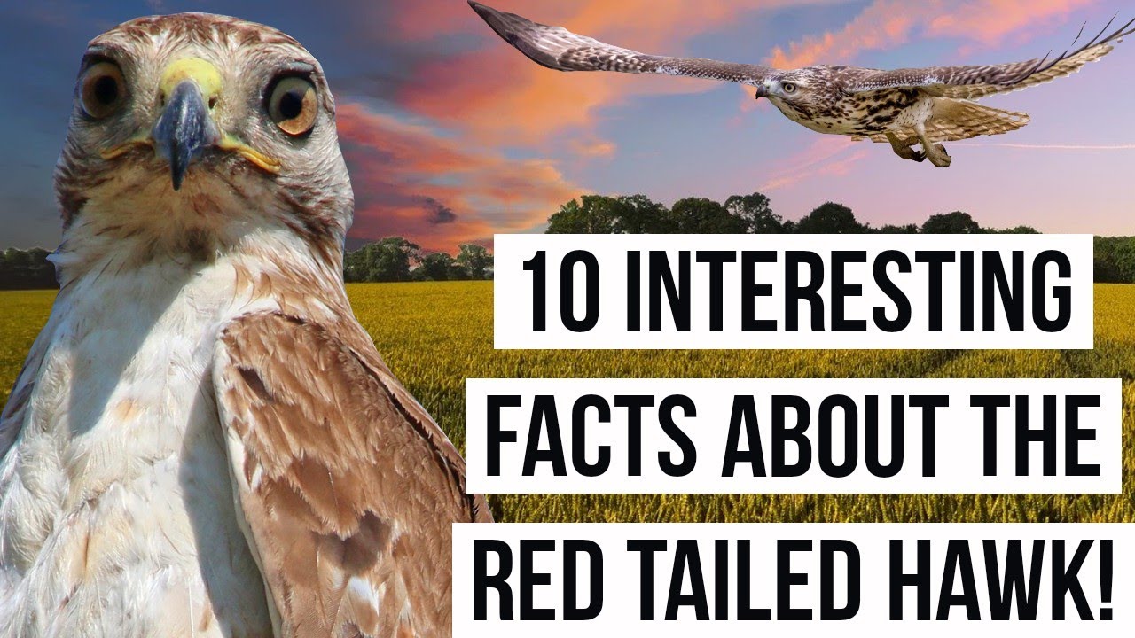 10 Interesting Facts About The RED TAILED HAWK!