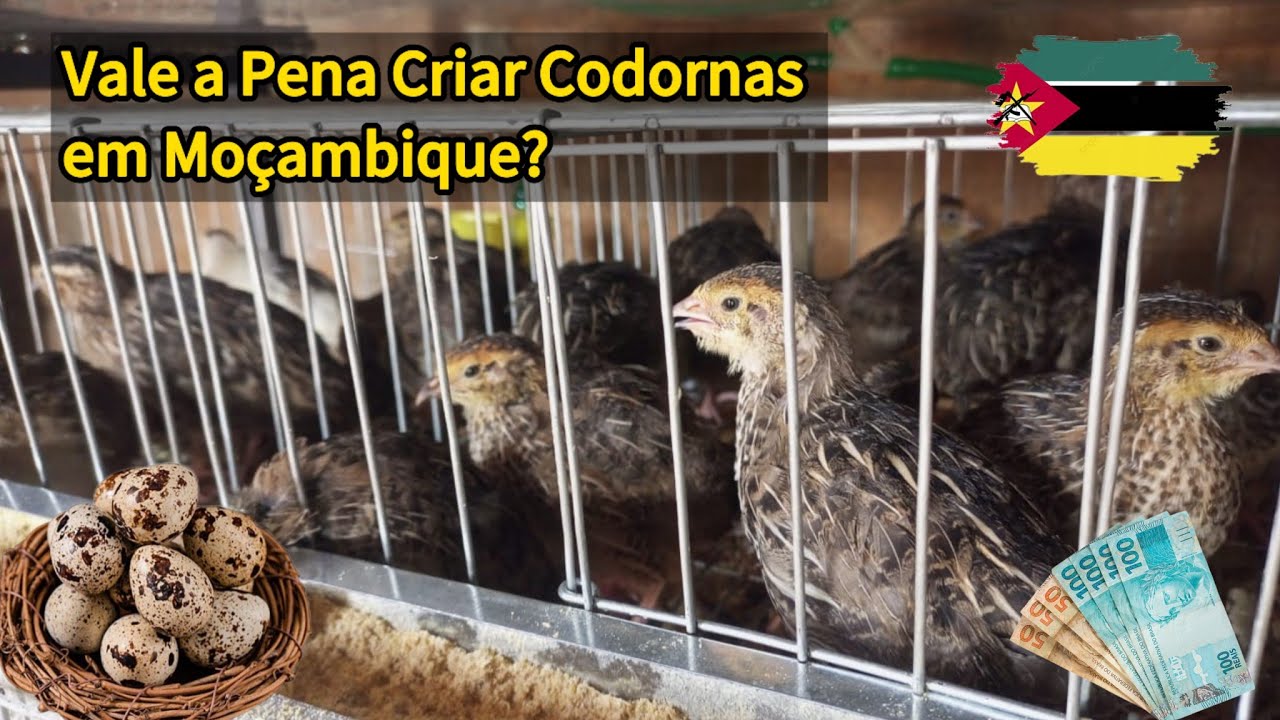 Vale a Pena Criar Codornas em Moçambique? Descubra Toda a Verdade!