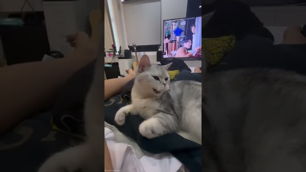 va va vaaaa🐾