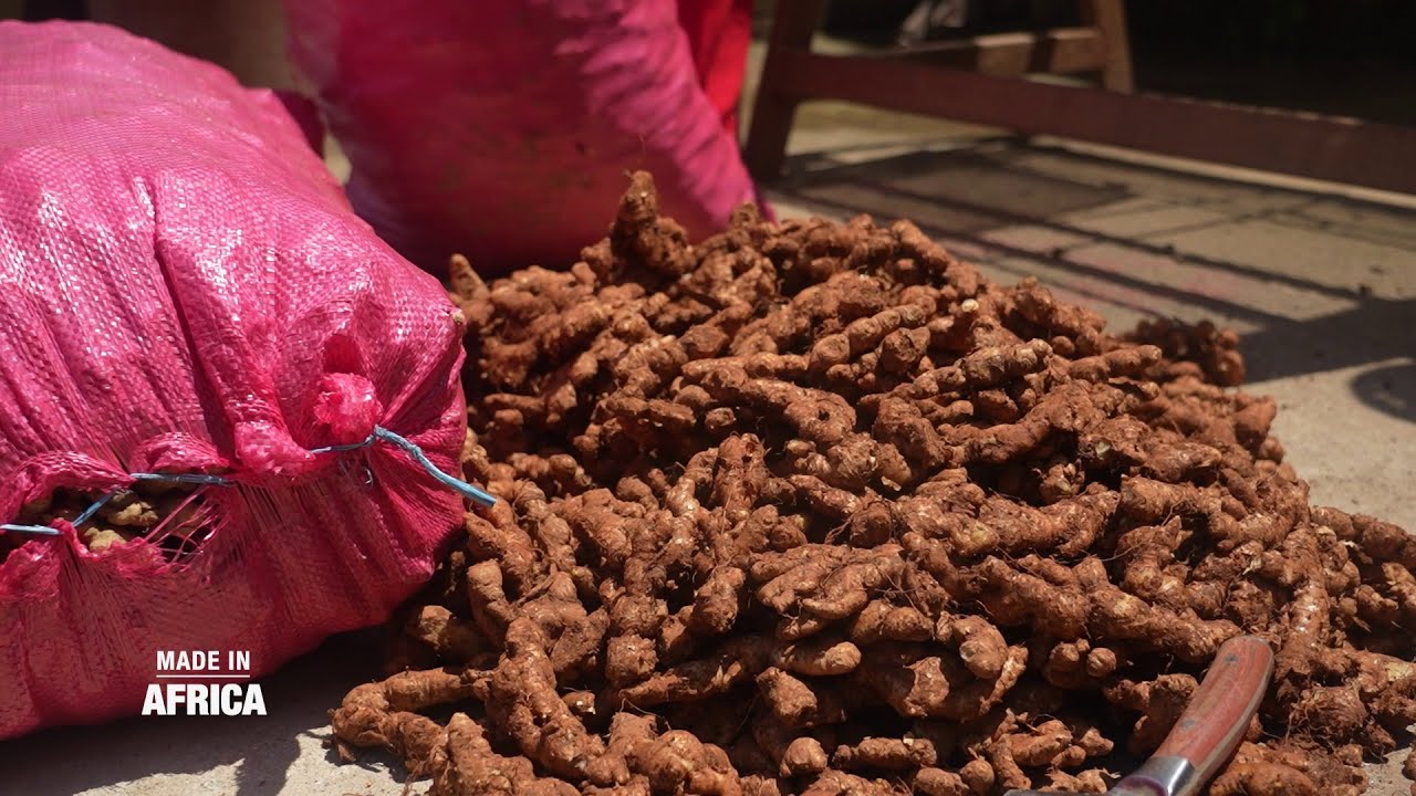 Les défis du gingembre en Côte d'Ivoire [Made In Africa]