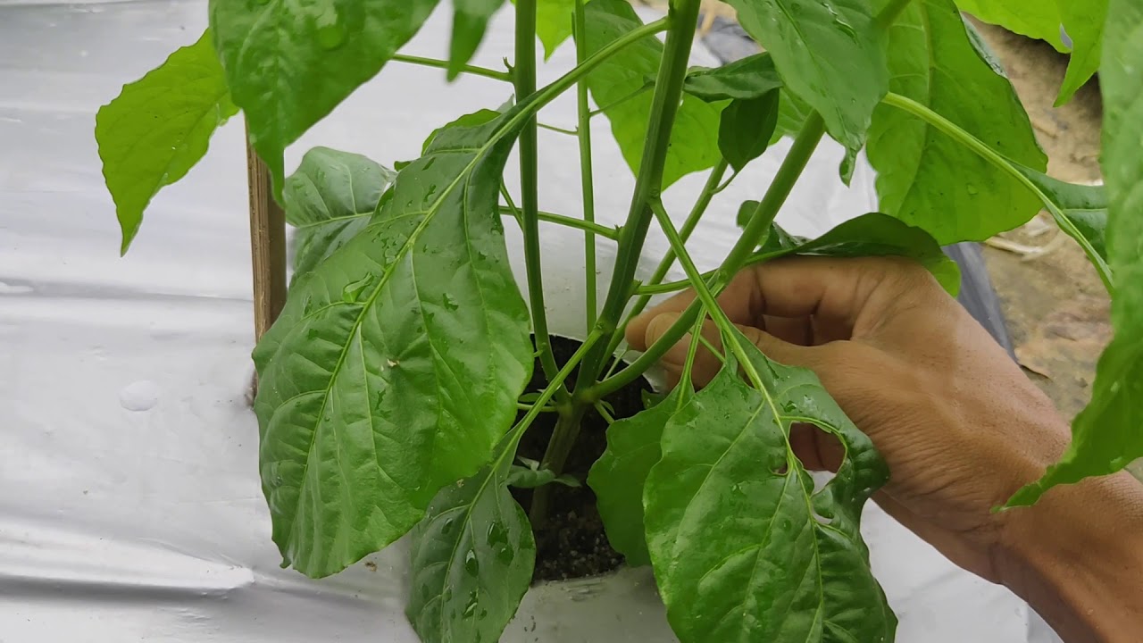 27) 30 hst pewiwilan/ pruning (Rajolay)..