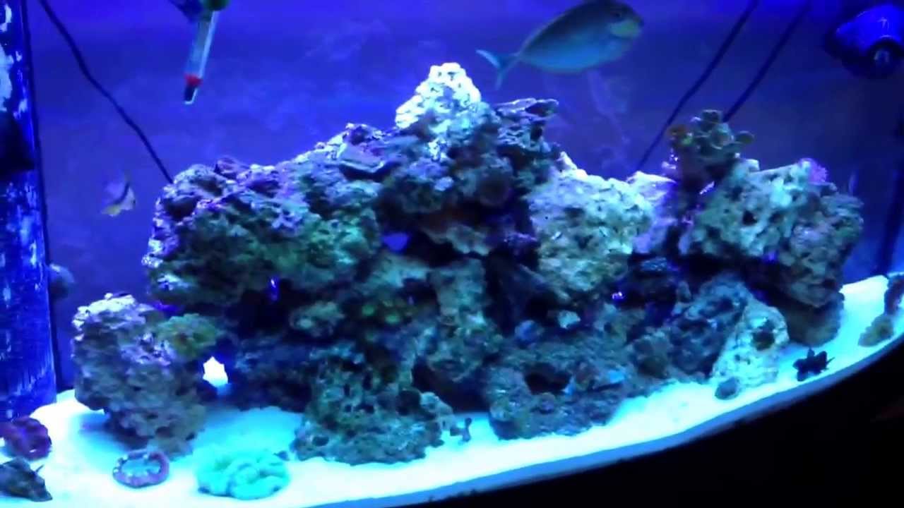 CaribSea oceans direct live sand review on my 72 gallon bow front. Tanks been up for just over a yr