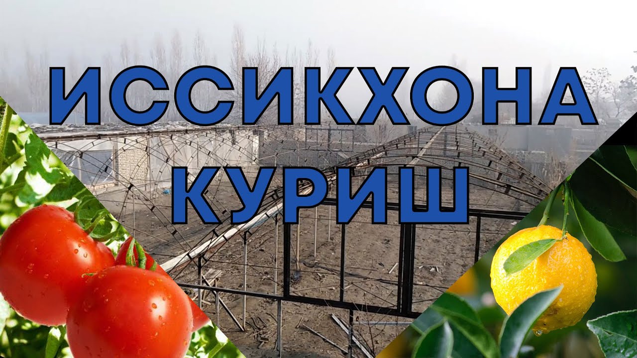 ИССИҚХОНА ҚУРИШ ТЎЛИҚ ВИДЕО ЛИМОН ВА ПОМИДОР