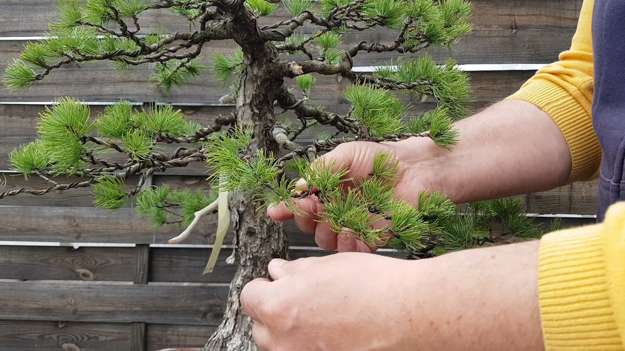 Bonsai-Jak układać koronę drzewka ?