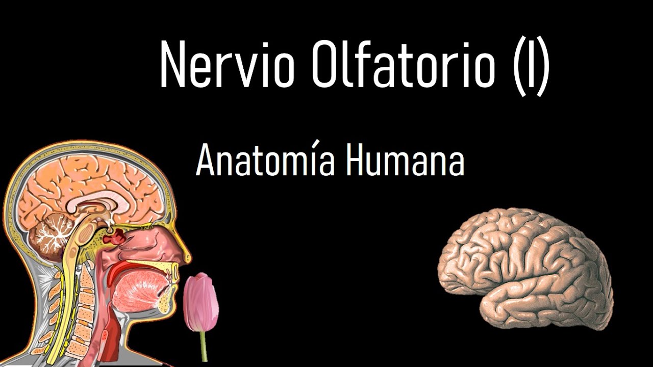 Nervio Olfatorio (I) Primer par craneal - Anatom&iacute;a Humana