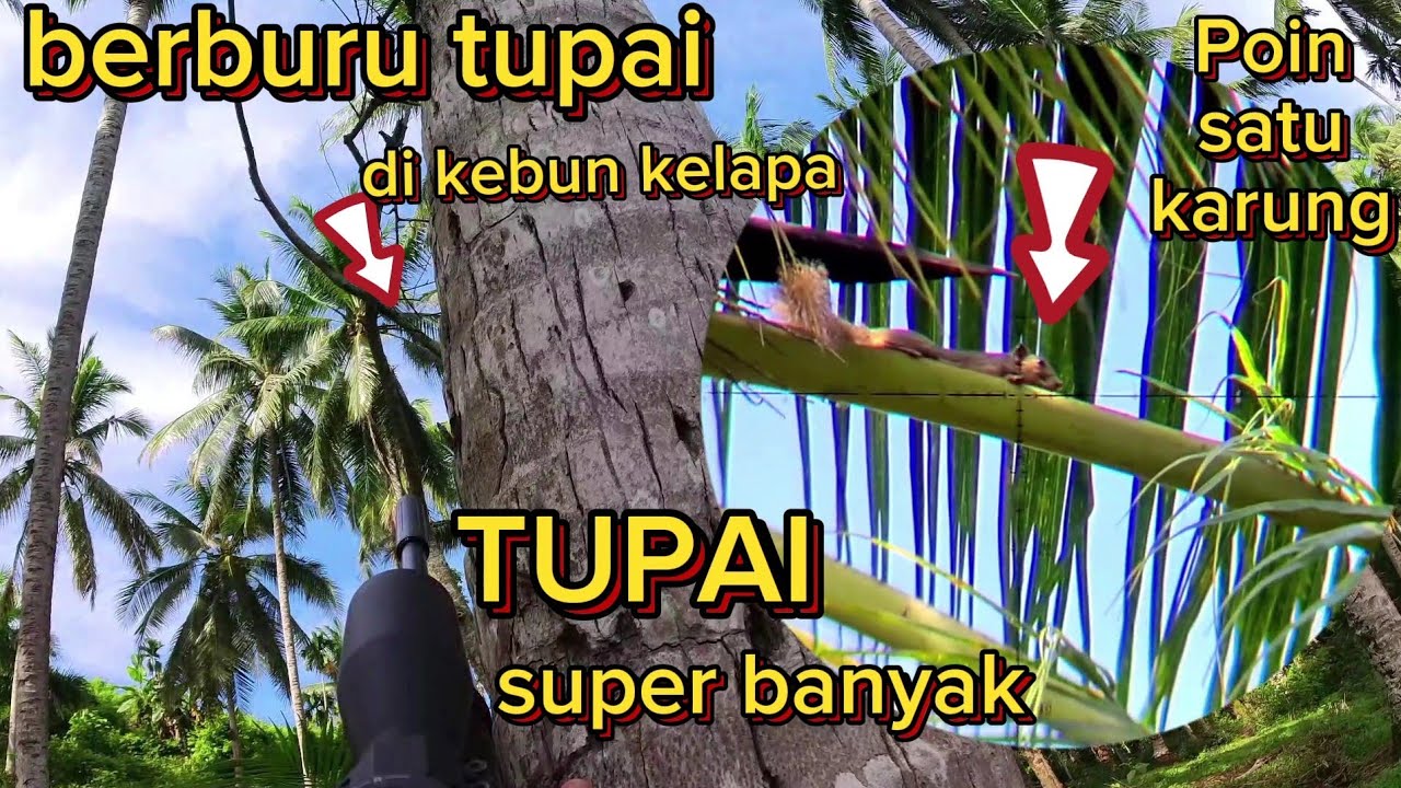 🔴 Berburu tupai‼️..kali ini kita dapat poin satu karung.‼️😁🙏