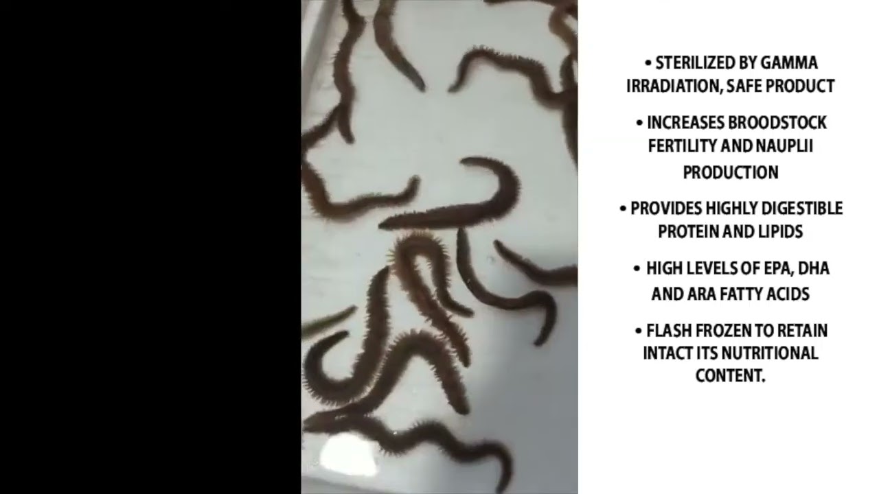 Frozen Ocean frozen sterilized Polychaetes, how to use