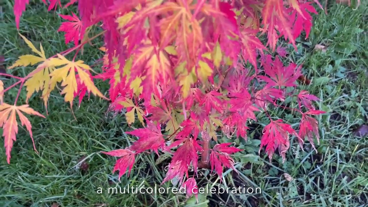 Golden October sunrise, celebrating Jerre Schwartz and other maples