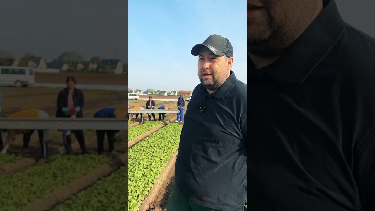 Willi Sippel bei der Radieschen Ernte - Sippel Gem&uuml;sebau