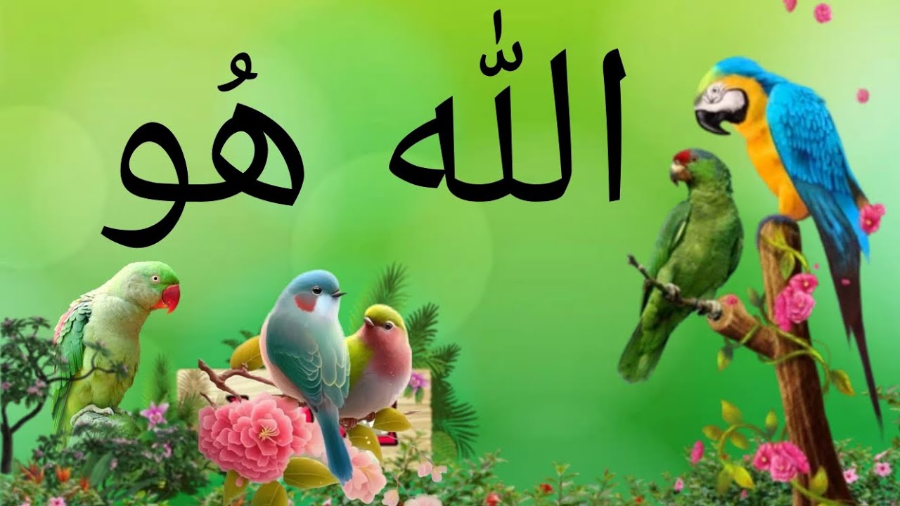 Recording for parrot | Teach your parrot to say Allah ho | Apny toty ko Allah hu sikhaein