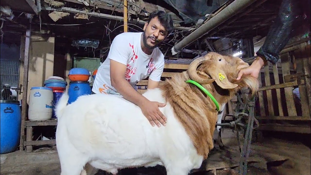 Andheri Branch Where SK Goat Farm Started | Shahrukh Khan Ke Sabse Alag Bakre.