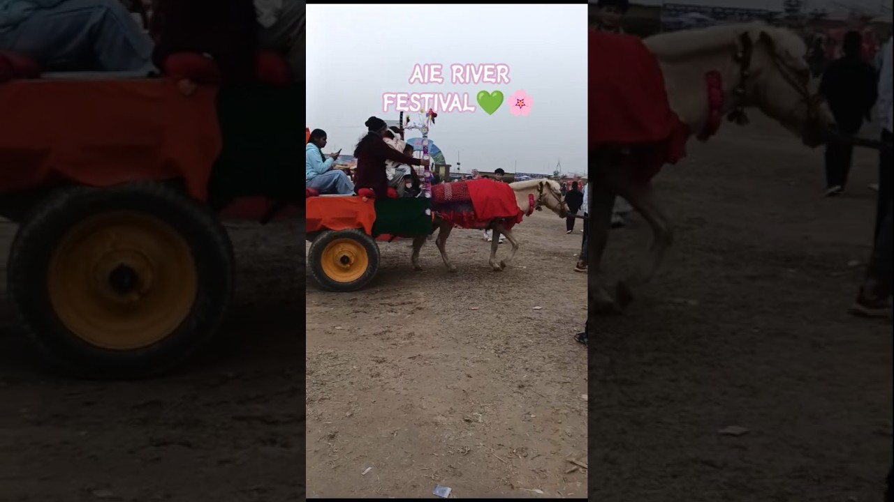 Aur river festival 2025-26 ❤️🌸🎄... Location Hagrama bridge 🌉.. Aie River ⛳