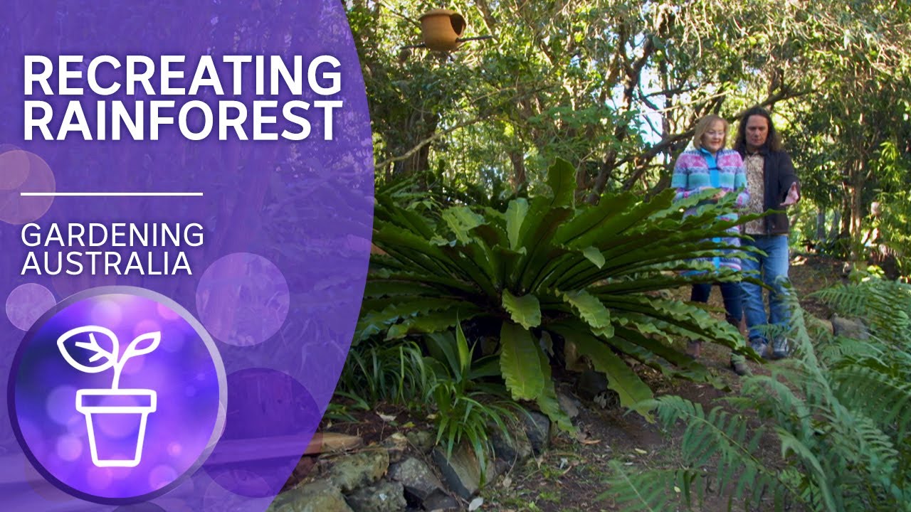 Bringing the rainforest back | Native plants | Gardening Australia