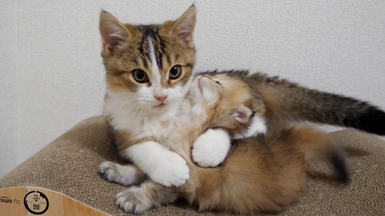 Cat Nico was eagerly awaiting the kitten Latte to come out of the birth box!