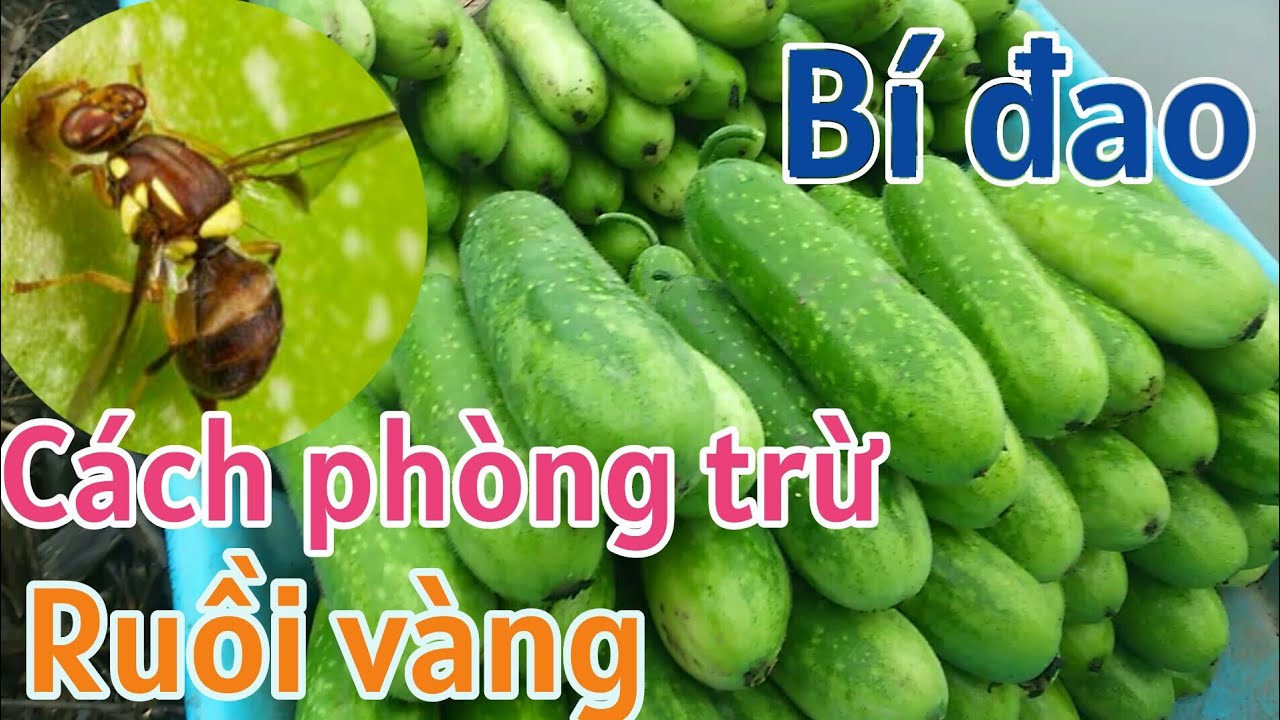 Kỹ thuật trồng bí đao SH65: Cách phòng trừ ruồi vàng đụt quả-BÙI THANH NGOAN