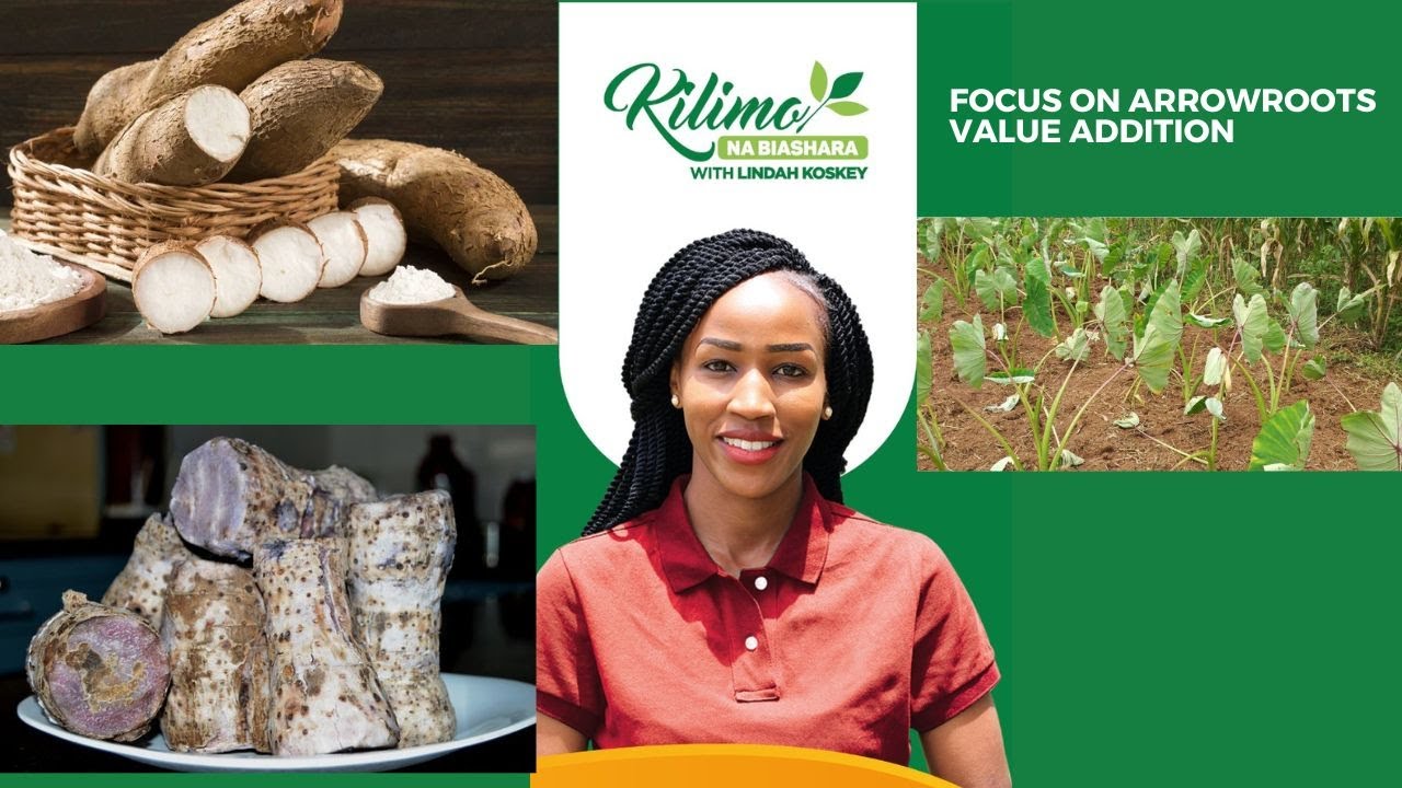 Focus On Arrowroots Value Addition | Kilimo na Biashara