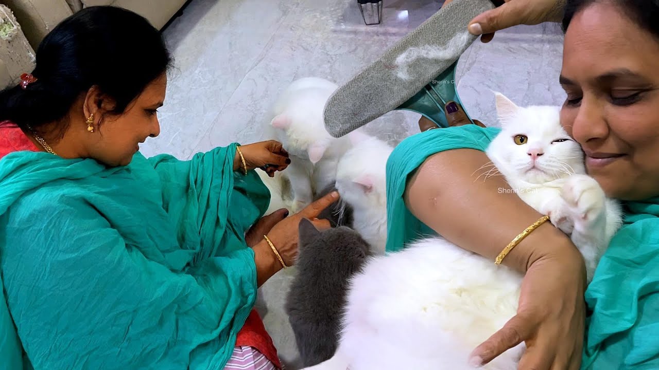 13 Cats hair fall naan veetula eppadi samalikuren😇