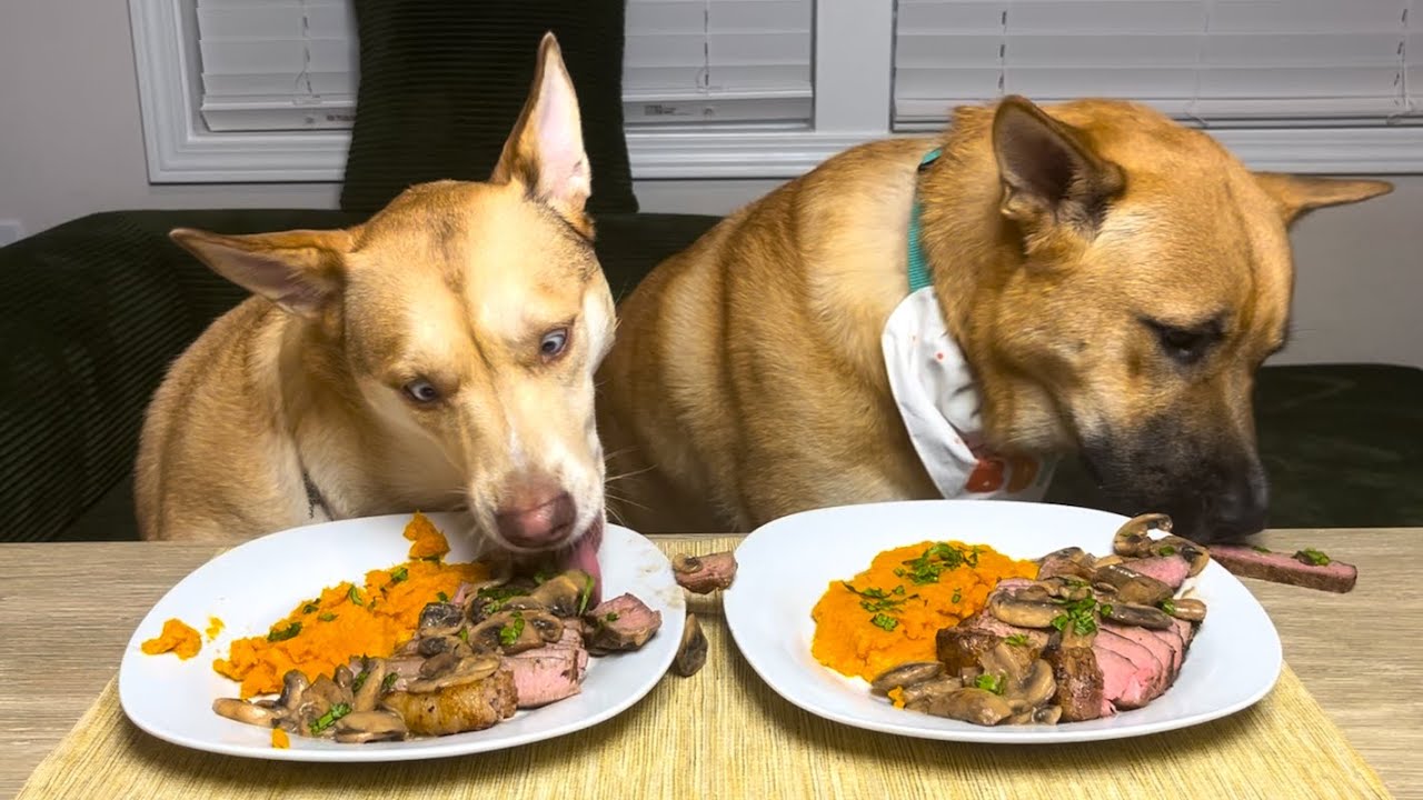 Dogs Eating Steak for the First Time |Birthday Celebration |Funny Moments with Shepherd Husky Pals