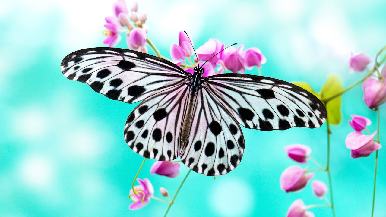 Butterflies Understand What Nature Has to Offer | All Shapes and Sizes | Relaxinig Piano Music 2022
