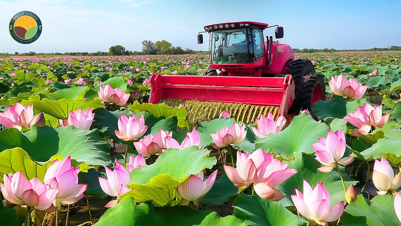 How Farmers Harvest Lotus: Process of Making Millions of Costly Lotus Silk | Farming Documentary
