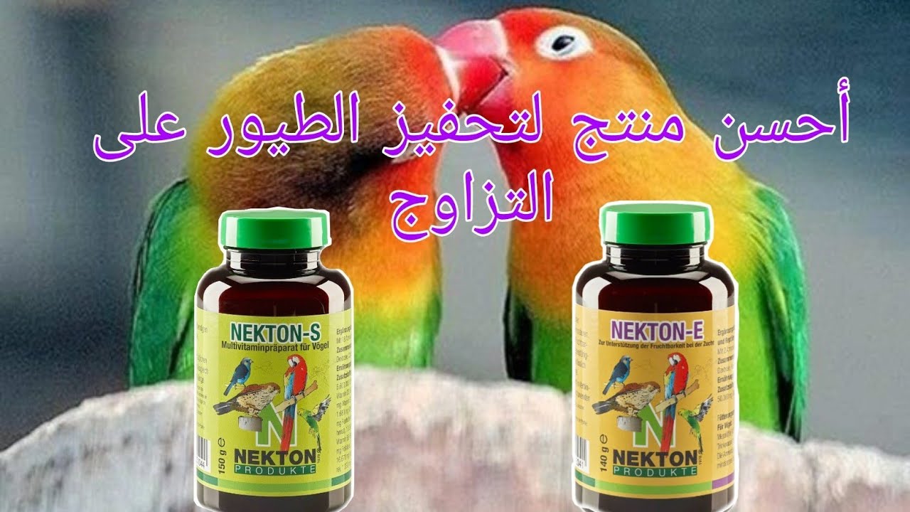 منتج فعال و مجرب لتحفيز الطيور على التزاوج || Nekton E || Nekton S