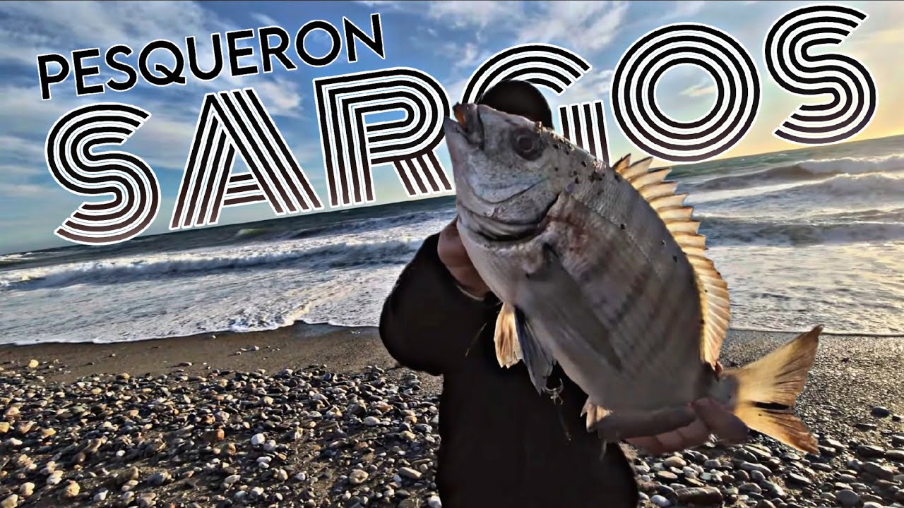 🛑 PESQUERON 🛑 de SARGOS  en un TEMPORAL de PONIENTE... Última jornada del año.