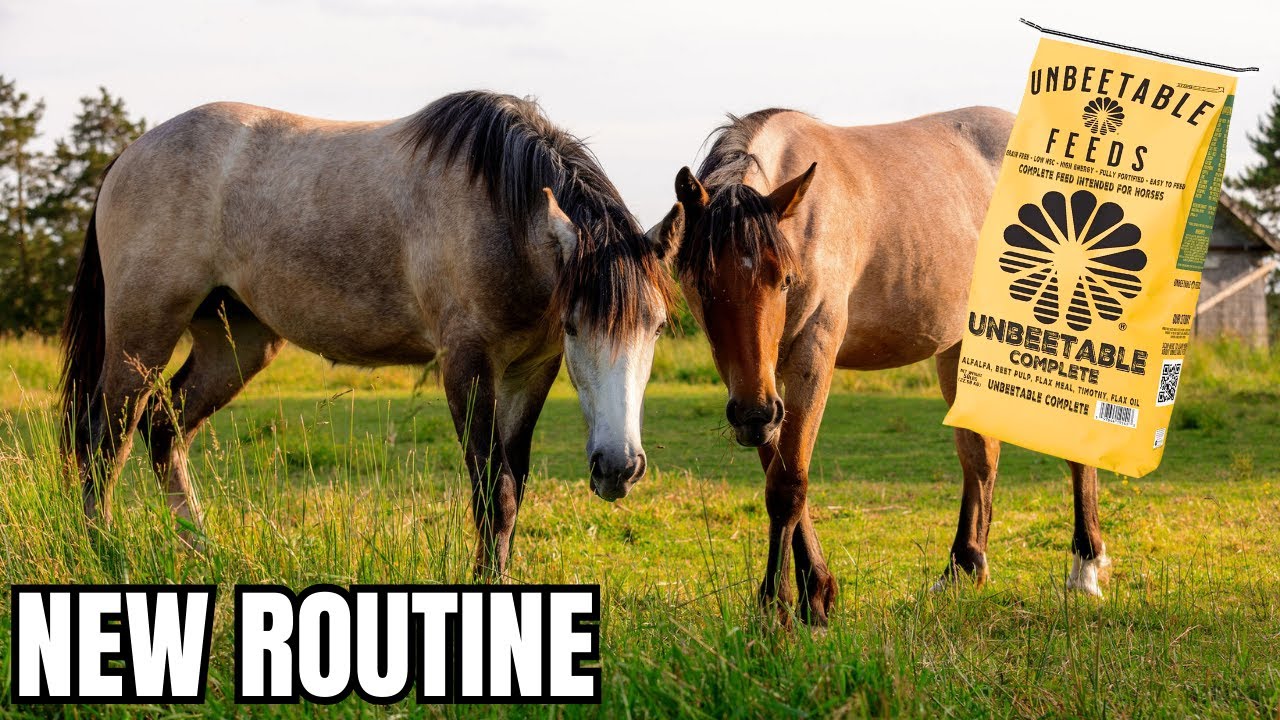 Switching My Horse’s Feed! Complete Unbeetable Pellets- All Forage Based Diet