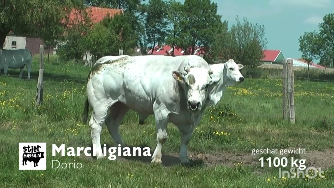 Marchigiana Bull😍❤