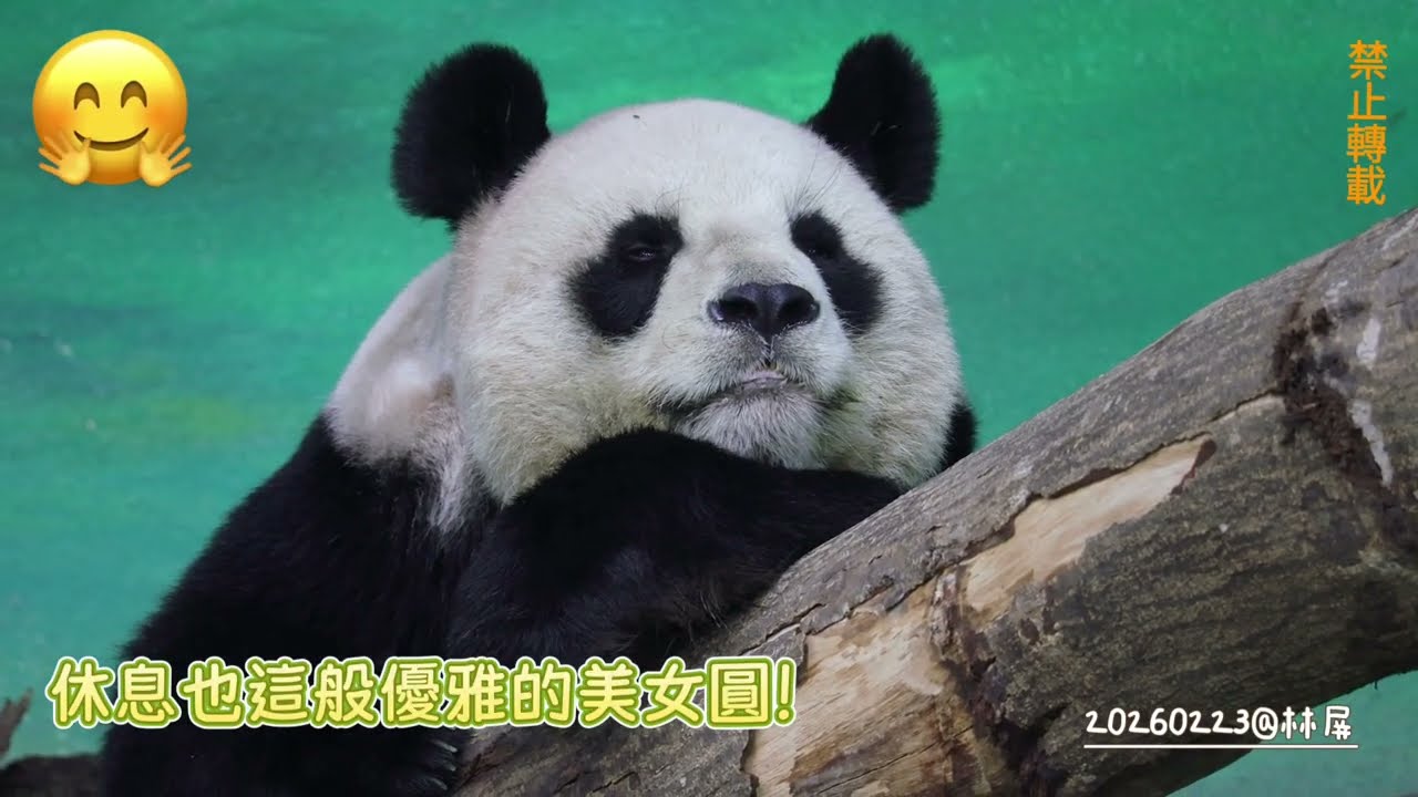 圓圓今天為圓寶妹代班20260223